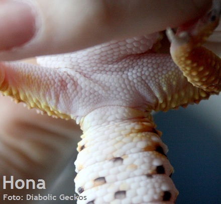 K�nsmogen hona